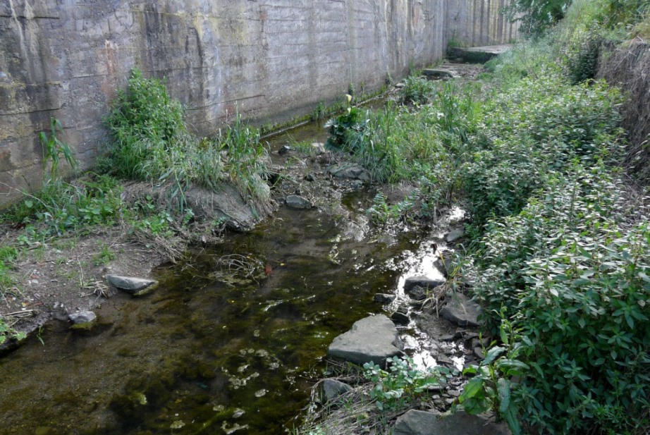 Rio Salivoli (Piombino) - rospi smeraldini in citt!